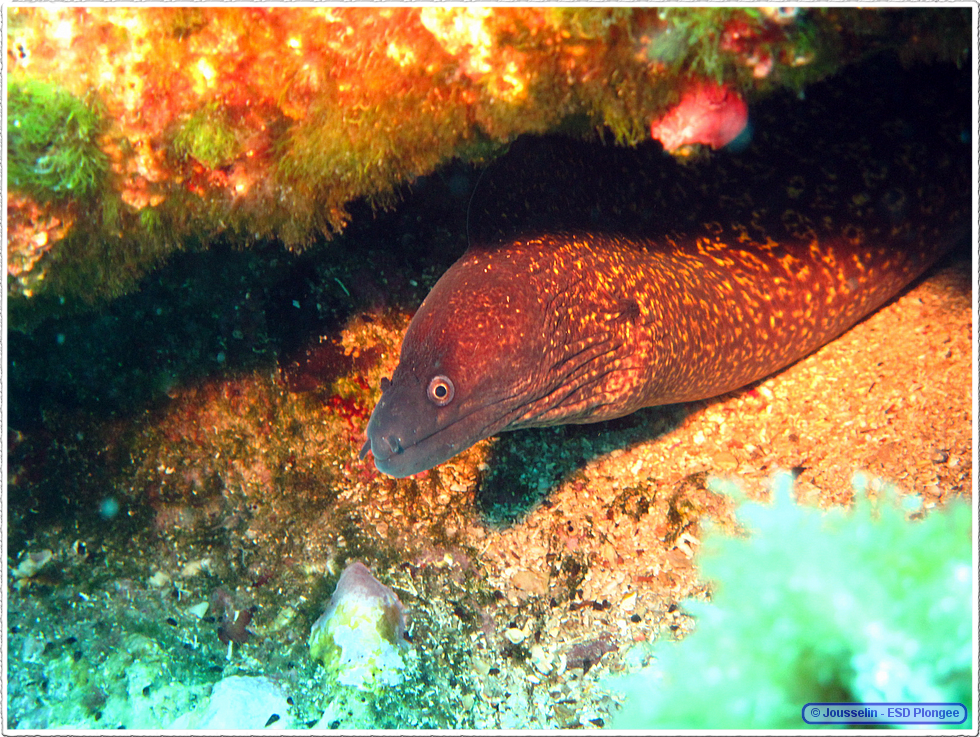 Frioul_2011-06-03_16-00-52_laurent.png