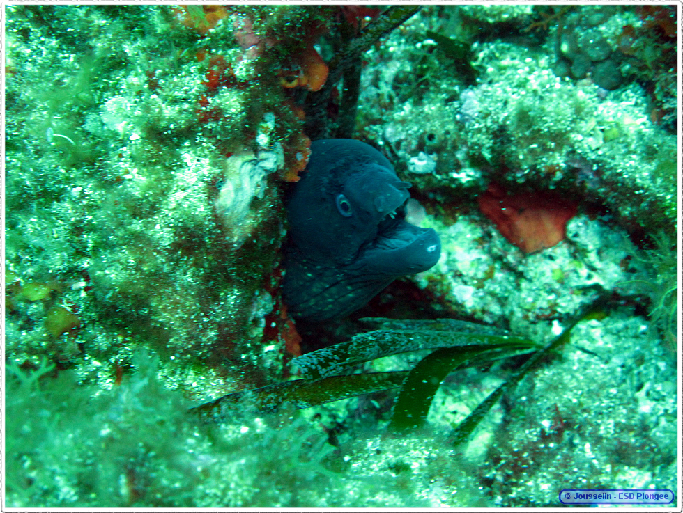 Frioul_2011-06-03_16-03-31_laurent.png