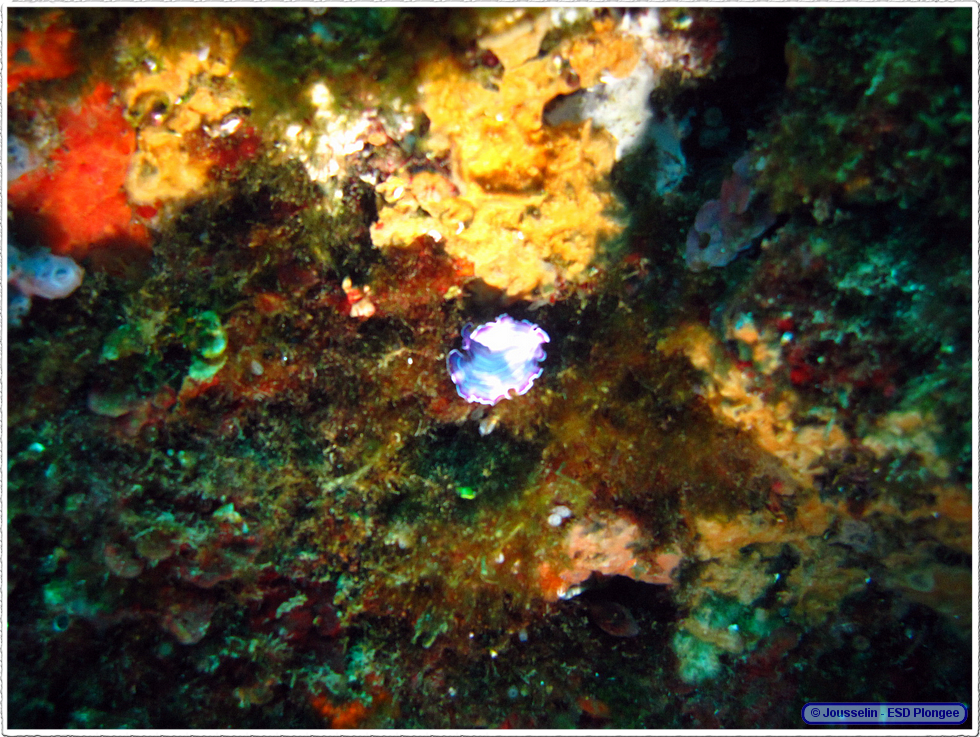 Frioul_2011-06-04_11-08-39_laurent.png