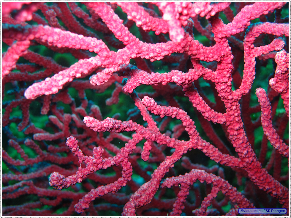 Frioul_2011-06-04_11-11-33_laurent.png