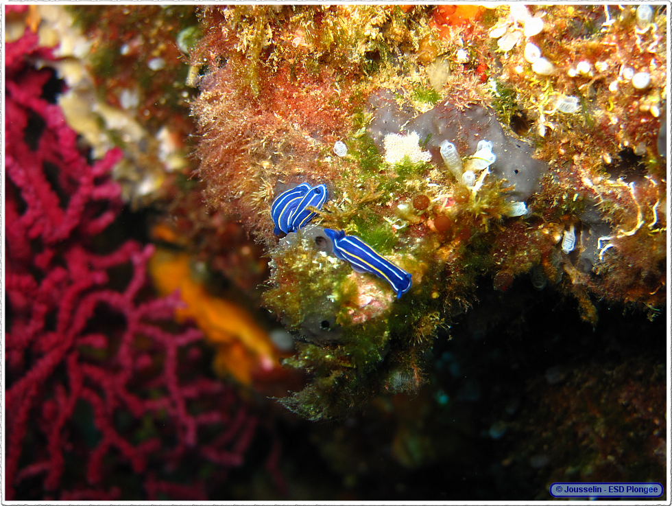Frioul_2011-06-04_11-12-29_laurent.png