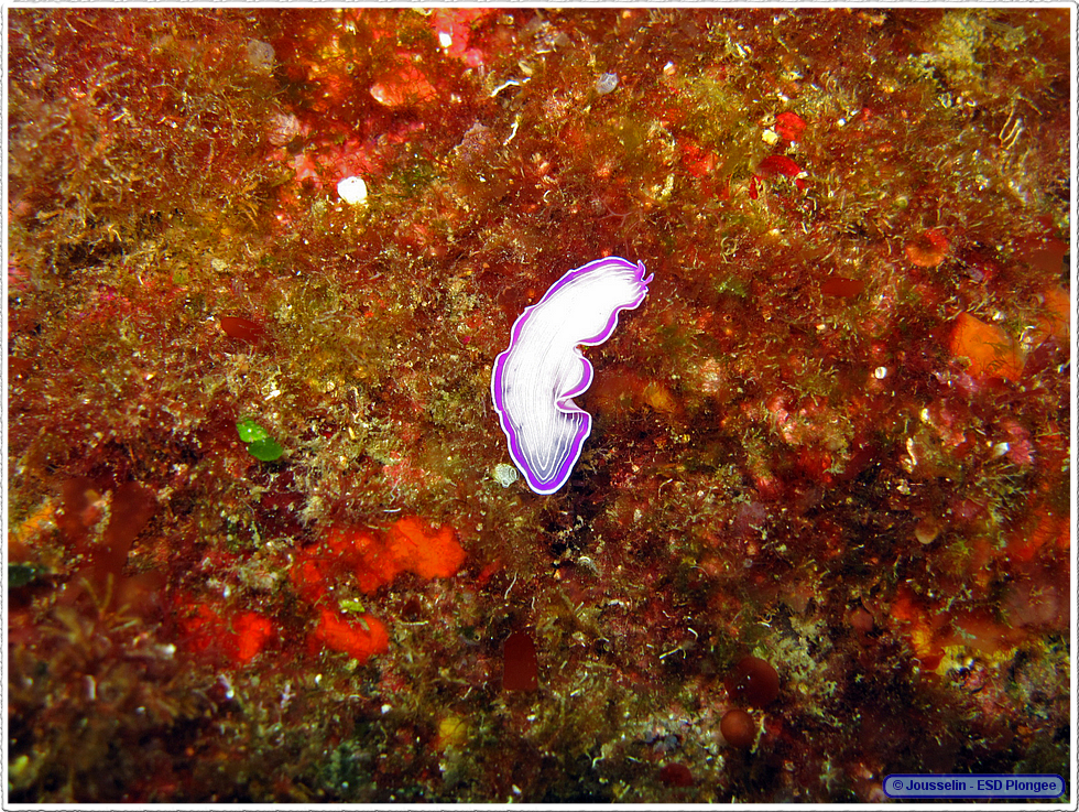 Frioul_2011-06-04_11-14-46_laurent.png