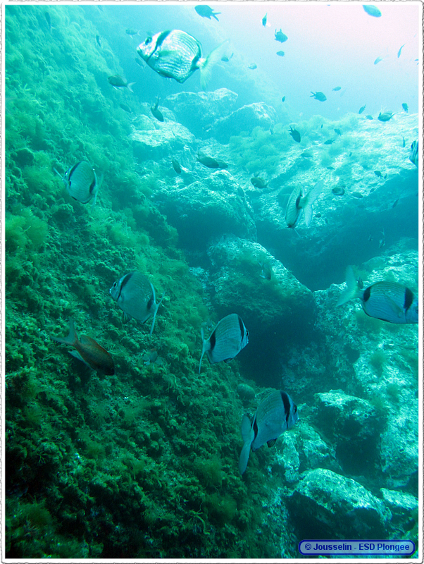 Frioul_2011-06-04_11-28-35_laurent.png