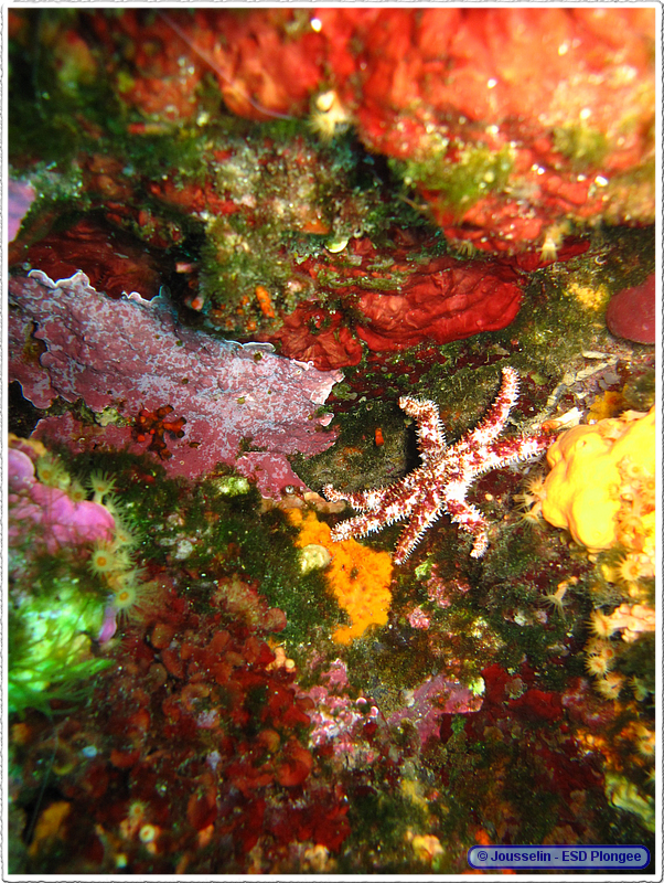Frioul_2011-06-04_11-33-32_laurent.png