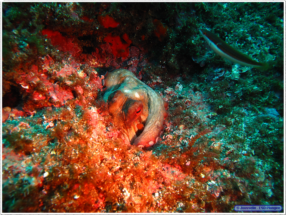 Frioul_2011-06-04_15-55-19_laurent.png