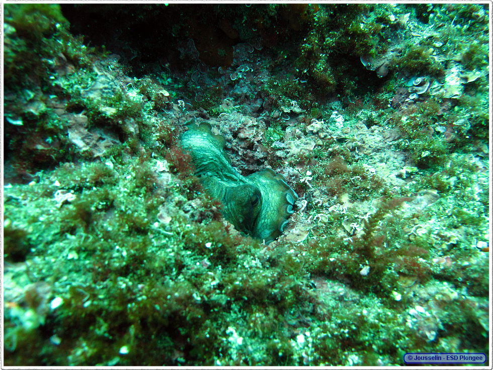 Frioul_2011-06-04_15-55-29_laurent.png