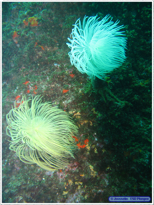 Frioul_2011-06-04_15-56-50_laurent.png