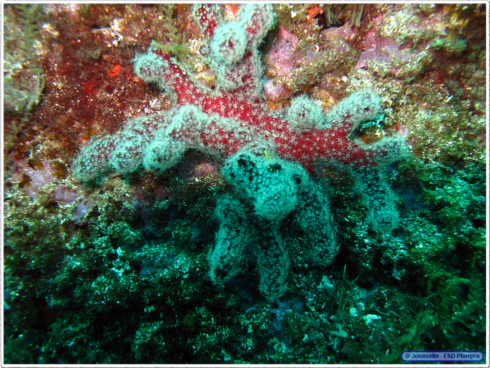 Frioul_2011-06-04_15-59-21_laurent.png