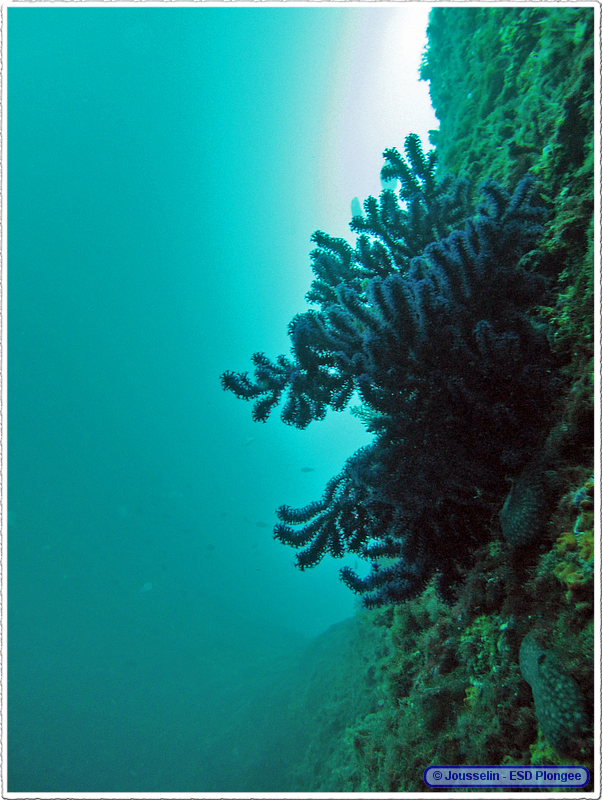 Frioul_2011-06-04_16-03-54_laurent.png