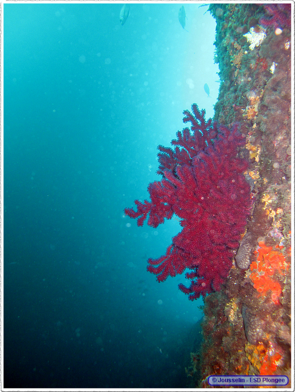 Frioul_2011-06-04_16-04-02_laurent.png