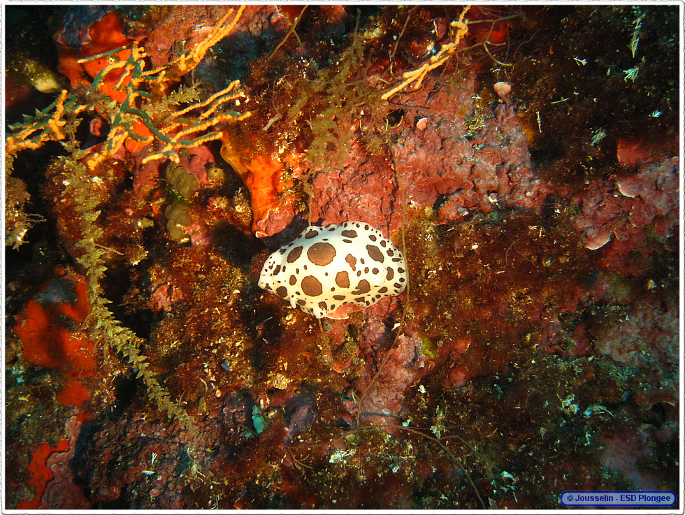 Frioul_2011-06-04_16-06-07_laurent.png