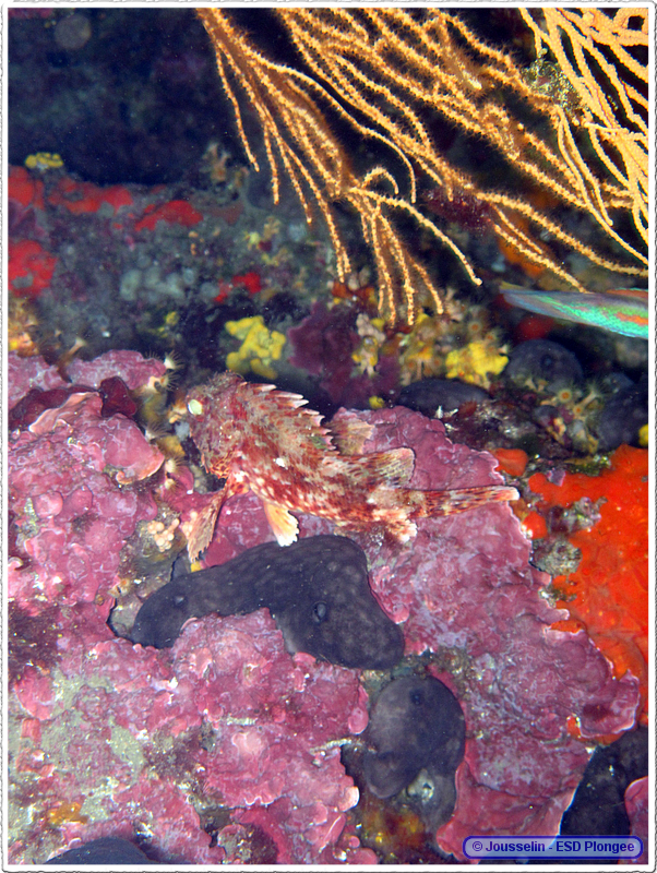 Frioul_2011-06-04_16-06-32_laurent.png