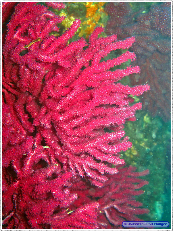 Frioul_2011-06-04_16-18-03_laurent.png