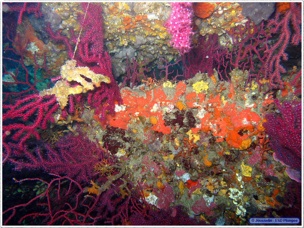 Frioul_2011-06-05_10-33-45_laurent.png