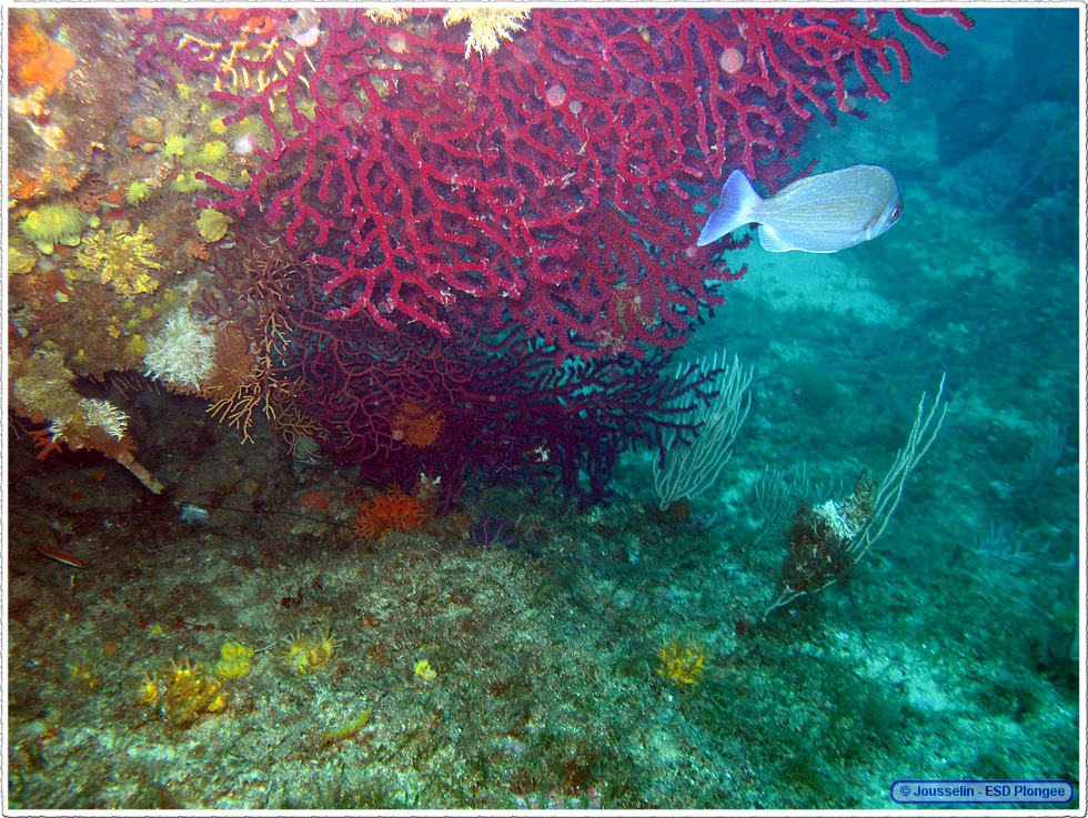 Frioul_2011-06-05_10-37-01_laurent.png