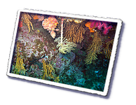 Frioul_2011-06-02_15-49-25_Laurent.png