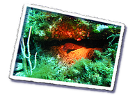 Frioul_2011-06-03_16-00-43_Laurent.png