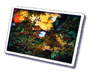 Frioul_2011-06-04_11-08-39_Laurent.png