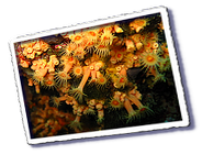 Frioul_2011-06-04_11-11-09_Laurent.png