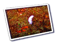 Frioul_2011-06-04_11-14-46_Laurent.png