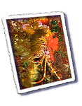 Frioul_2011-06-04_11-23-03_Laurent.png