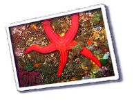 Frioul_2011-06-04_11-26-23_Laurent.png