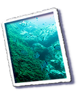 Frioul_2011-06-04_11-28-35_Laurent.png