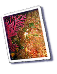 Frioul_2011-06-04_11-32-53_Laurent.png