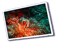 Frioul_2011-06-04_15-55-19_Laurent.png