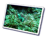 Frioul_2011-06-04_15-55-29_Laurent.png