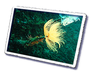 Frioul_2011-06-04_15-57-05_Laurent.png