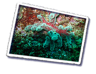 Frioul_2011-06-04_15-59-21_Laurent.png