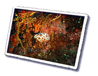 Frioul_2011-06-04_16-06-07_Laurent.png