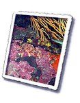 Frioul_2011-06-04_16-06-32_Laurent.png