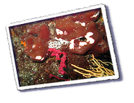 Frioul_2011-06-04_16-07-09_Laurent.png