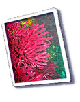 Frioul_2011-06-04_16-18-03_Laurent.png