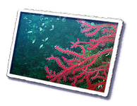 Frioul_2011-06-05_10-28-50_Laurent.png