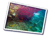 Frioul_2011-06-05_10-37-01_Laurent.png
