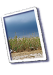 esd_frioul_0431.png