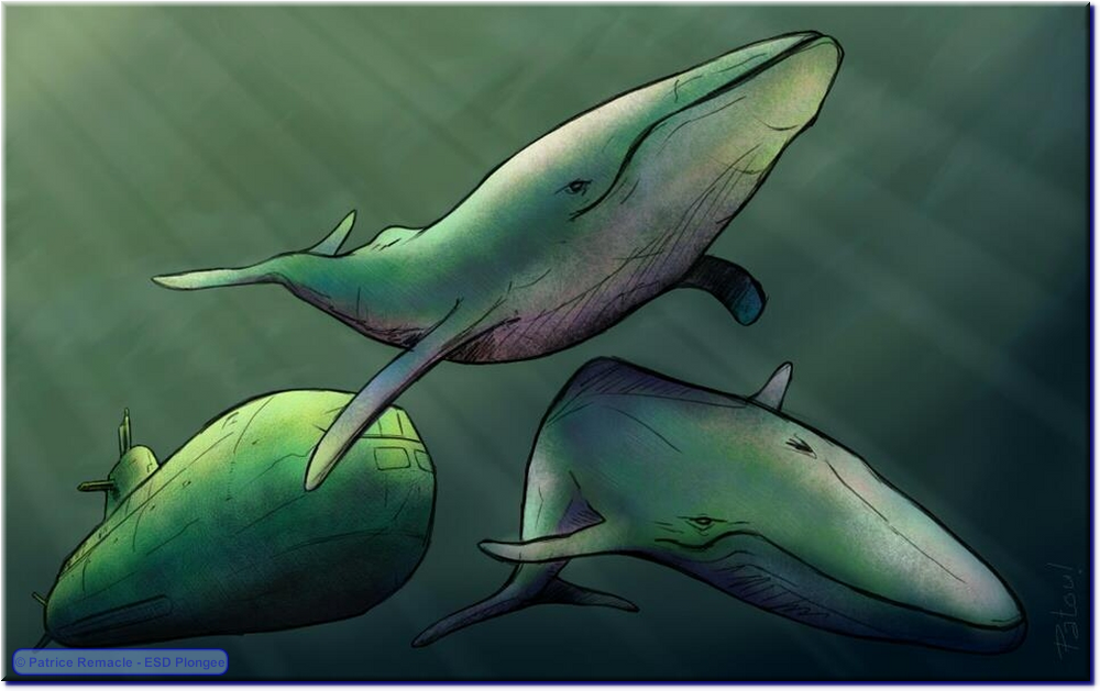 2013-03-20_baleines.png